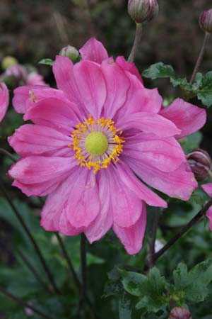 Anemone hybrida 'Bressingham Glow'