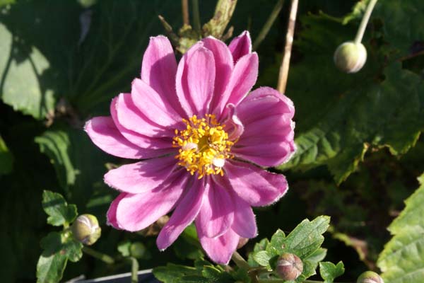 ANEMONE hybrida 'Aunt June'