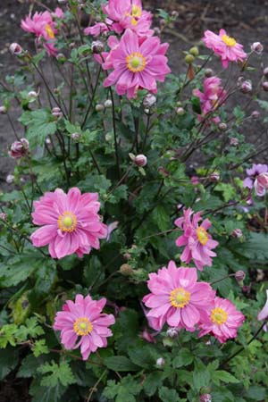 Anemone hybrida 'Bressingham Glow'