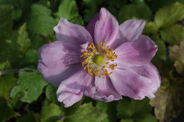 Anemone hybrida 'Konigin Charlotte'