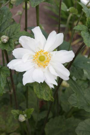 Anemone hybrida 'Alba Semi-Duplex'
