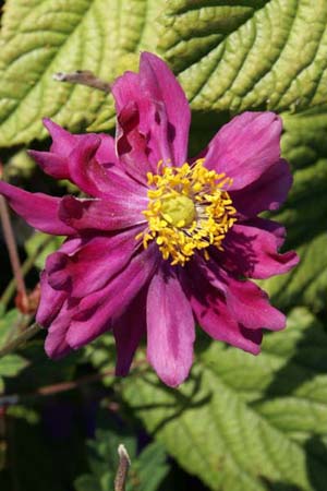 Anemone hybrida 'Amaranthe'