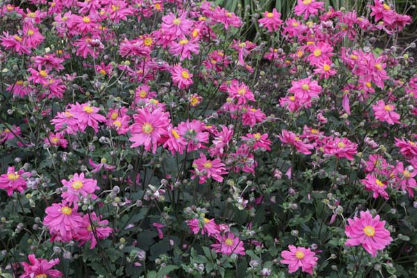 Anemone hybrida 'Bressingham Glow'