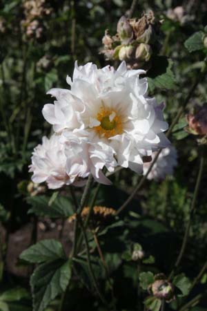 ANEMONE hybrida 'Tiki Sensation'