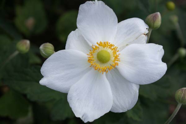 ANEMONE hybrida 'Coupe d'Argent'