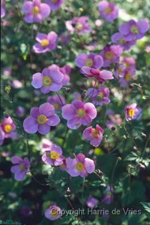 Anemone hybrida 'Hadspen Abundance'