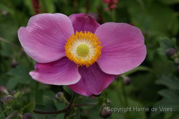 Anemone hybrida 'Hadspen Abundance'