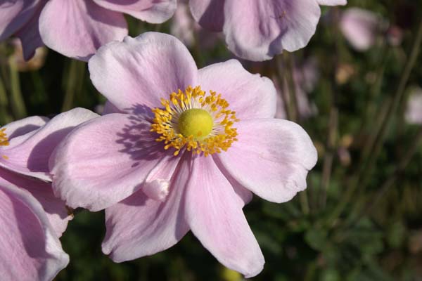 Anemone hybrida 'Lorelei'