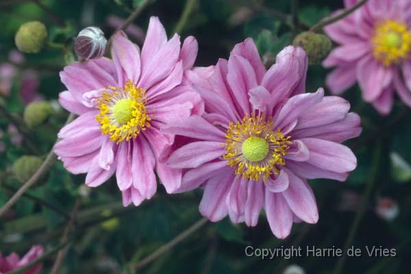 ANEMONE hybrida 'Pamina'
