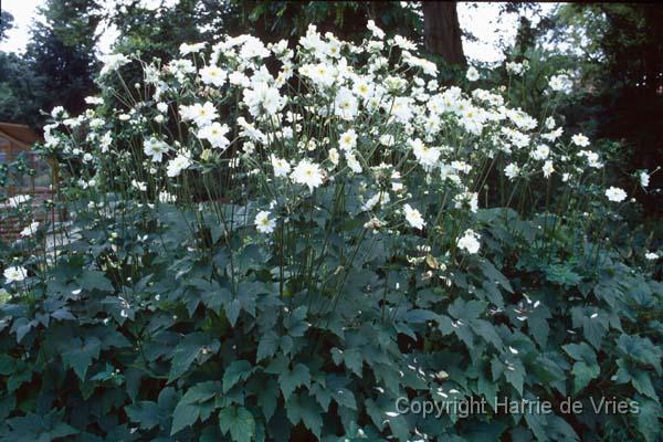 Anemone hybrida 'Whirlwind'