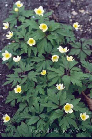 ANEMONE x lipsiensis 'Vindoboniensis'