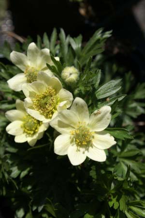 ANEMONE multifida 'Major' (magellanica 'Major')