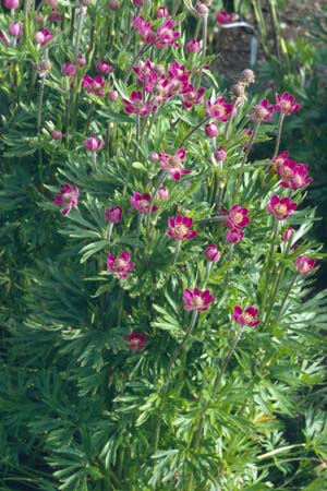 ANEMONE multifida 'Rosea'