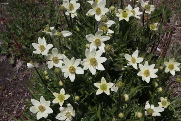 ANEMONE multifida (col. Z. Argentinië)