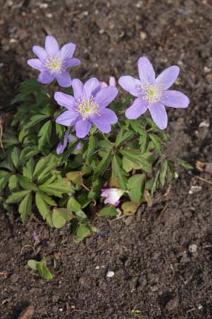 ANEMONE nemorosa 'Dee Day'