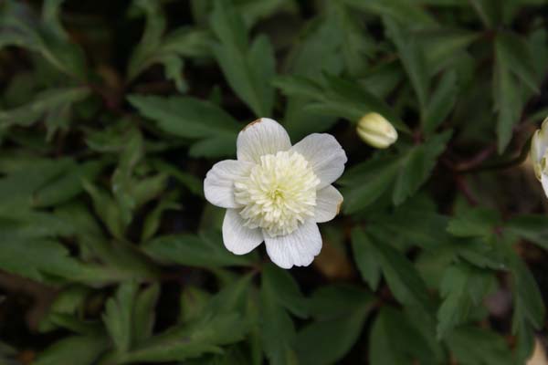 ANEMONE nemorosa 'Flore Pleno'