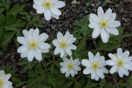 ANEMONE nemorosa 'Hilda'