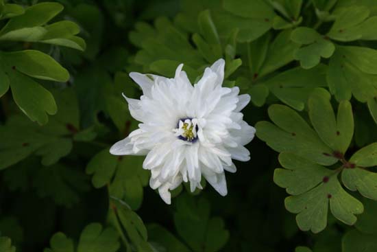 ANEMONE nemorosa 'Blue Eyes'