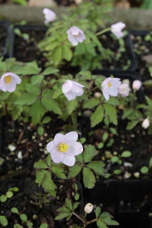 Anemone nemorosa 'Lucia'