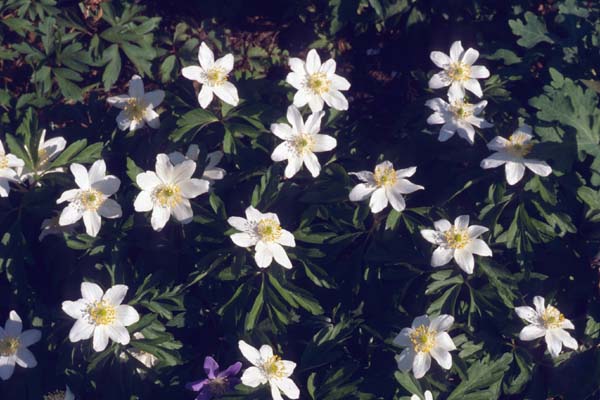 ANEMONE nemorosa 'Lychette'