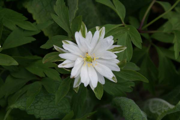 Anemone nemorosa 'Gerda Ramusen'