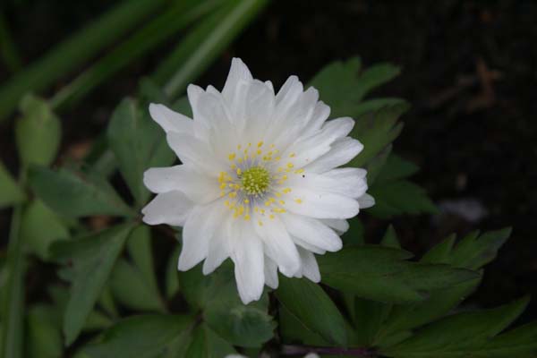 ANEMONE nemorosa 'Tinney's Plena'