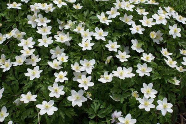 Anemone nemorosa (wilde vorm)
