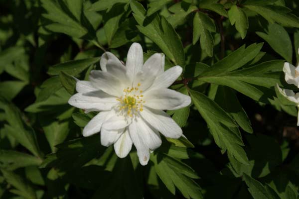 ANEMONE nemorosa 'Bracteata Pleniflora'