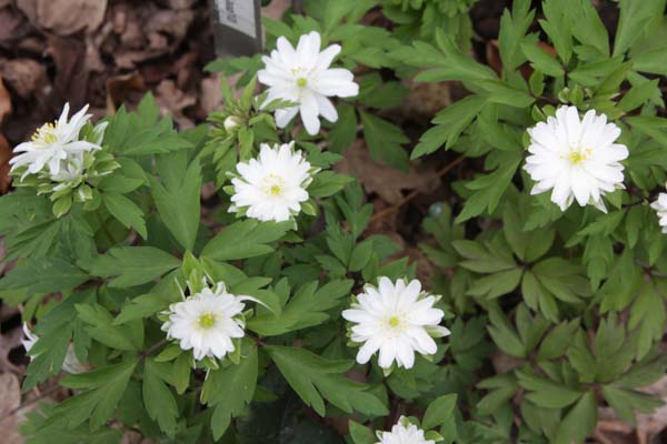 Anemone nemorosa 'Gerda Ramusen'