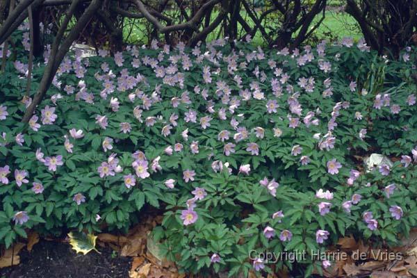 ANEMONE nemorosa 'Robinsoniana'