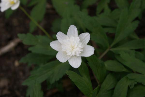 ANEMONE nemorosa 'Vestal'