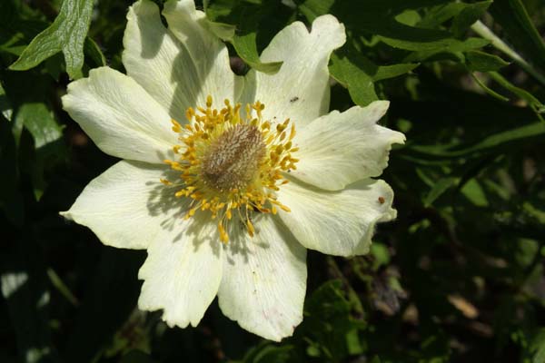 ANEMONE palmata lutea
