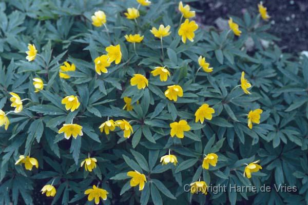 ANEMONE ranunculoides 'Futieseu'