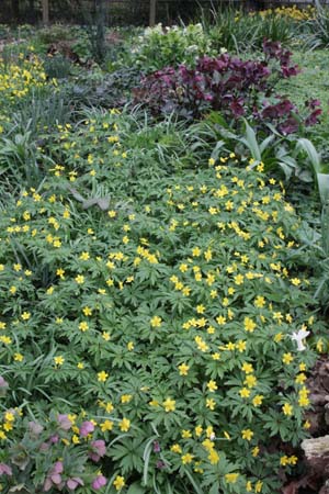 Anemone ranunculoides