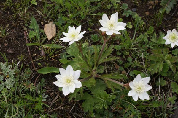 ANEMONE rivularis