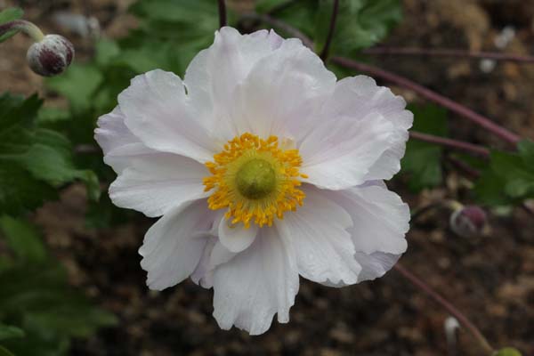 Anemone 'Ruffled Swan'