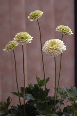 ANEMONE sylvestris 'Elisa Fellmann'
