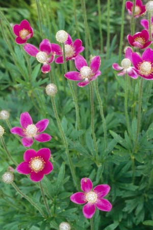 ANEMONE x lesseri