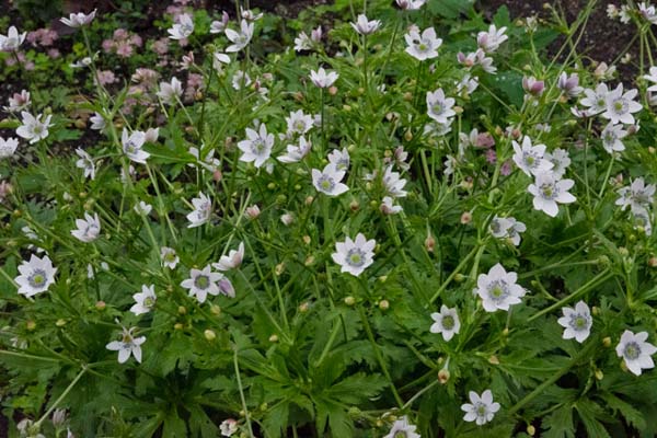 ANEMONE tetrasepala