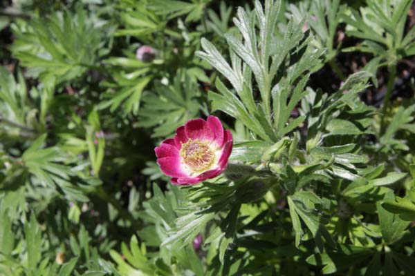 ANEMONE tetonensis