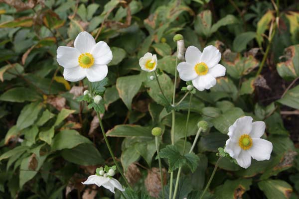 ANEMONE vitifolia (ex Nepal)