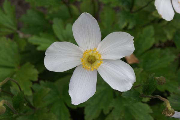 Anemone 'Wild Swan'