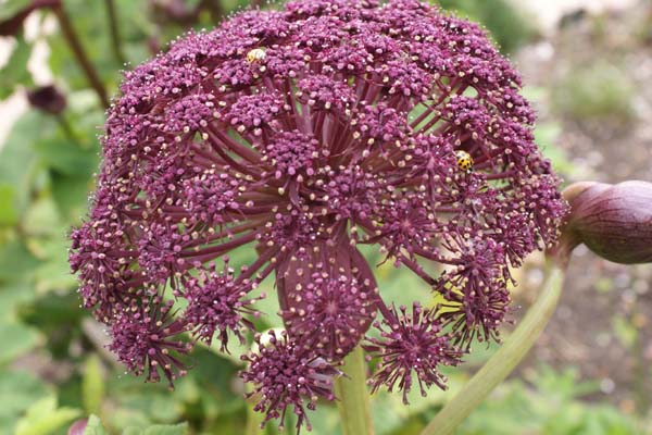 Angelica gigas
