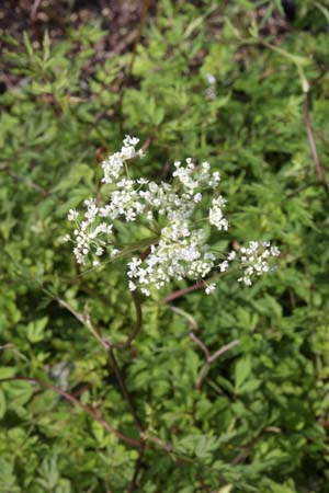 Angelica sp. PAB 8986
