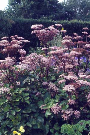 Angelica