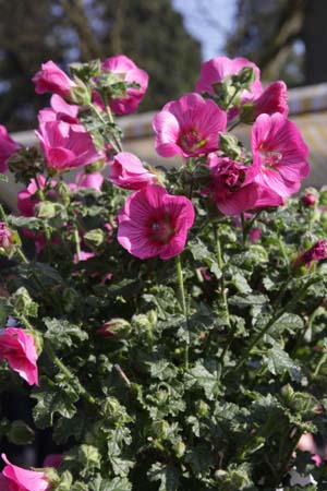 Anisodontea