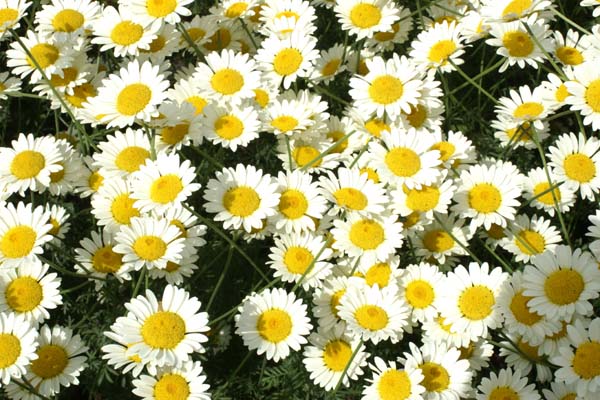 Anthemis tinctoria 'Sauce Hollandaise'