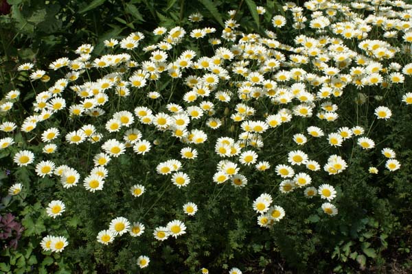 Anthemis tinctoria 'Sauce Hollandaise'