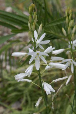 Anthericum liliago 'Major'