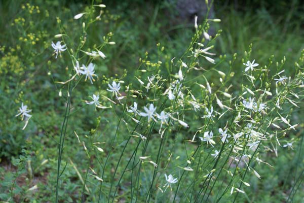 Anthericum ramosum